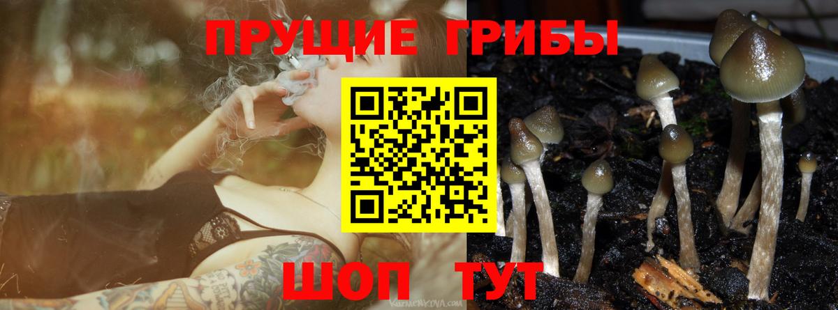 Галлюциногенные грибы Psilocybe Ангарск